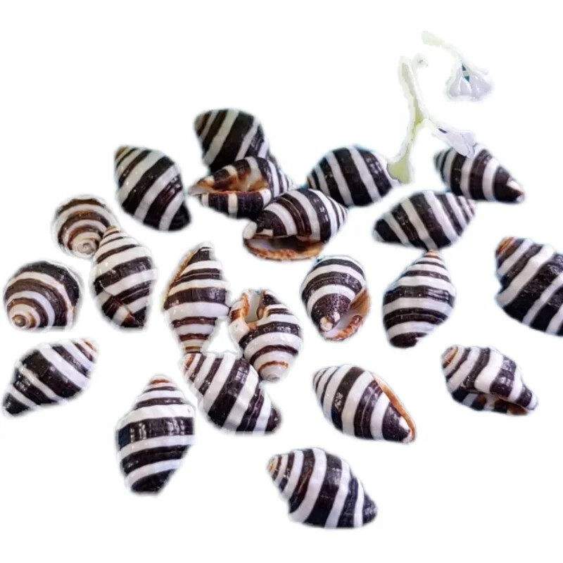 1–1,5 cm Mažas Įvairus kriauklė Atsiskyrėlis Krabo lukšto pakeitimas Namų dekoravimo medžiaga Jūros kriauklės akvariumas žuvų rezervuaro kraštovaizdis