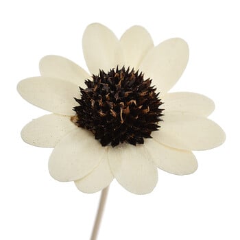 ΝΕΑ 7 ΤΕΜ. Daisy Dried Flower Fireless Aromatherapy Rattan Sticks Fragrance Diffuser DIY Home Decor