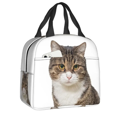 Geantă de prânz cu pisică scoțiană drăguță care se uită cu privirea, cutie de prânz termoizolantă pentru picnic, termoizolantă, termică, pentru femei, copii, container