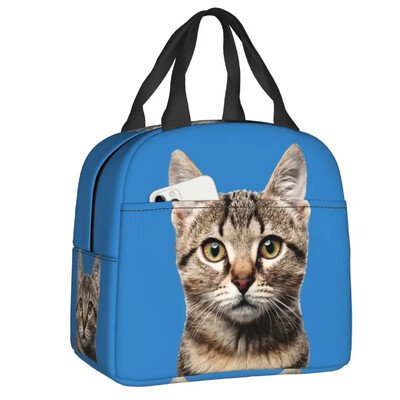Geantă de prânz cu pisică scoțiană drăguță care se uită cu privirea, cutie de prânz termoizolantă pentru picnic, termoizolantă, termică, pentru femei, copii, container