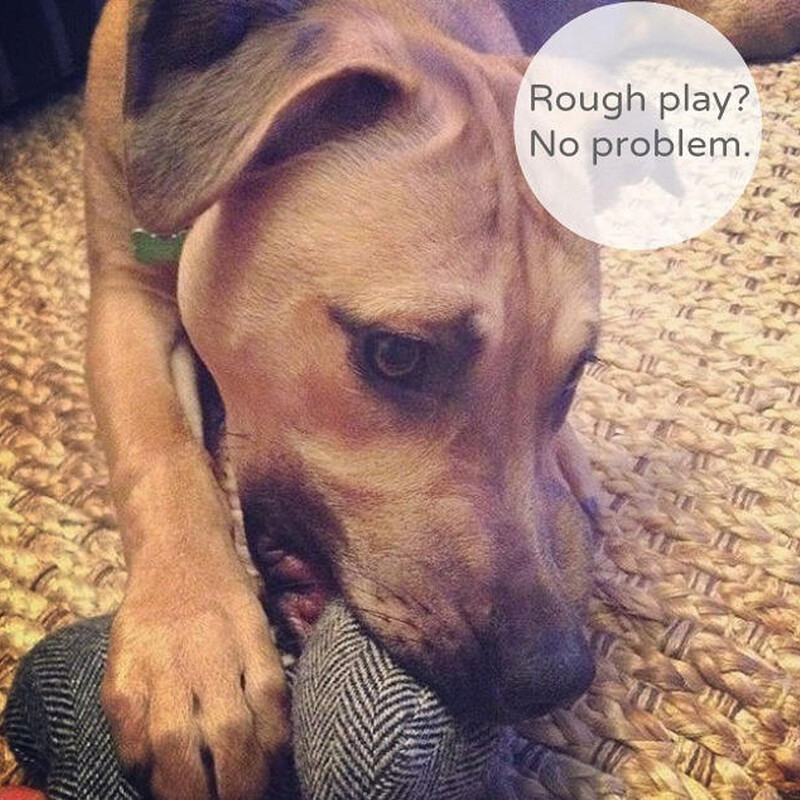 Personalizēta suņu rotaļlieta ar vārdu, kucēna košļājamā, koduma piederums, pielāgota mājdzīvnieka kaulu rotaļlieta, DIY logotips, Ziemassvētku dāvana