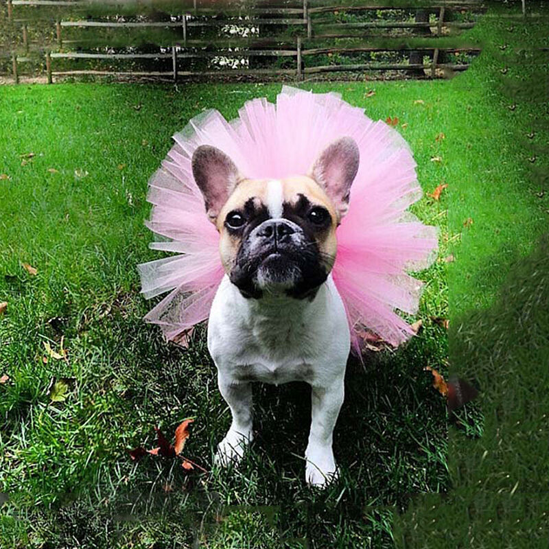 5 krāsu Funny Dog Tutu svārki Princeses suņa kaķa mājdzīvnieka kleita Mīksta tilla Cosplay Bulldog kleita Vasaras kucēna kleita mazam suņa mājdzīvniekam