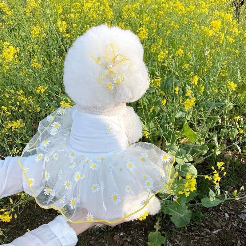 Vasaras suņu kleitas kucēnu apģērbi Jauki margrietiņas princeses svārki Čivavas bišons suns atvēsinošs kostīms mājdzīvnieku apģērbs suņiem Kaķu kleitas