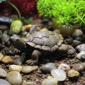 Simulācijas bruņurupuča statuja, sveķu miniatūra bruņurupuča ornaments, spilgts āra dīķa dekors augu pods dārza piederumi
