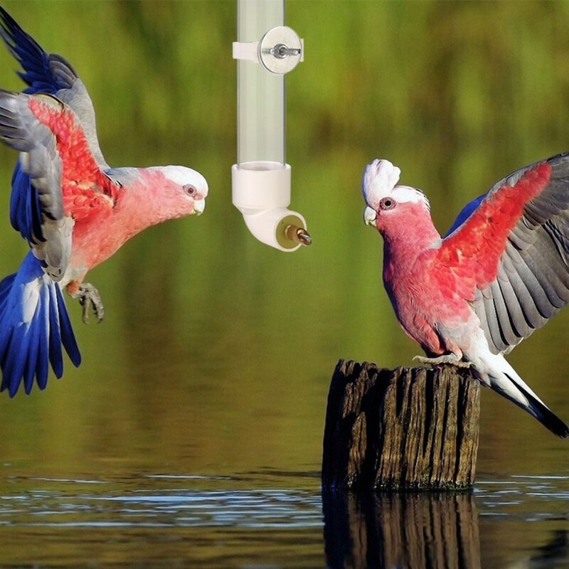 Metāla/akrila/plastmasas automātiskā putnu ūdens padeve 130 ml sienas papagailis dzeramā strūklaka, kožu adata, caurspīdīga