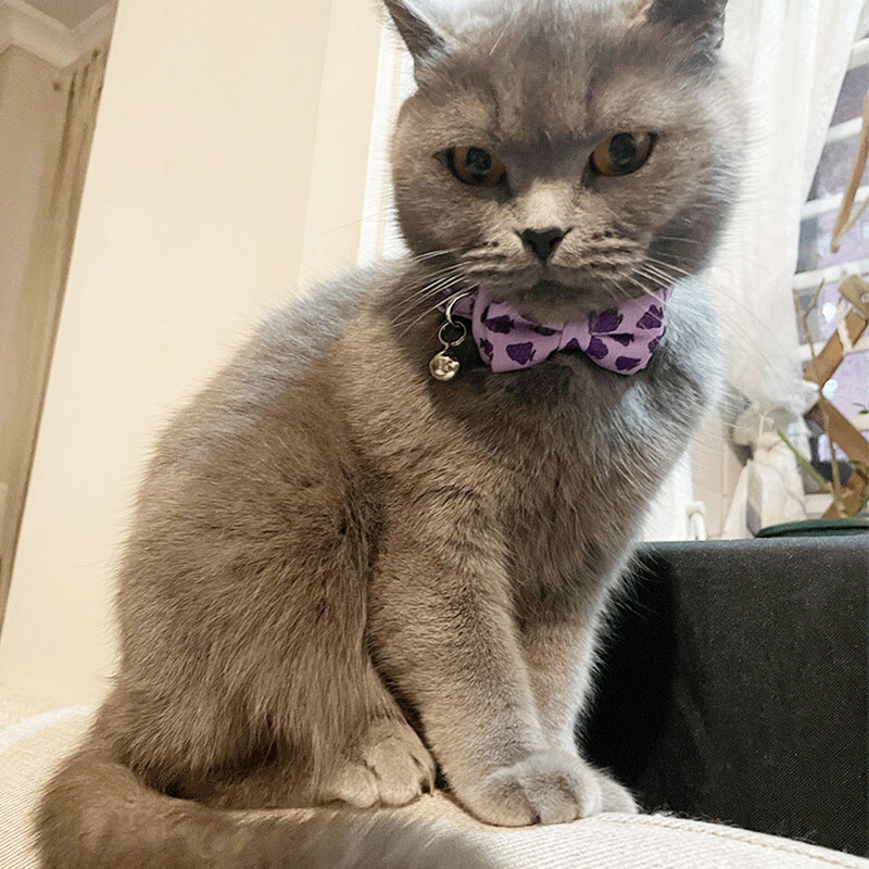 Augļu kaķa smokinga kaklasiksna Gato bandana tauriņš Bowknot Collier ķēde suns tauriņš mājdzīvnieku apkakles ātri nolaižamas dzimšanas dienas svinīgajam uzvalkam