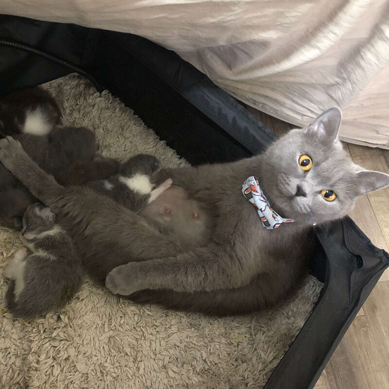 Väikese kassi kaelarihma turvalukk kellukesega kiirvabastusega vibusõlme kitsepaelad, isikupärastatud puuvilja-sõõrikukoogi muster