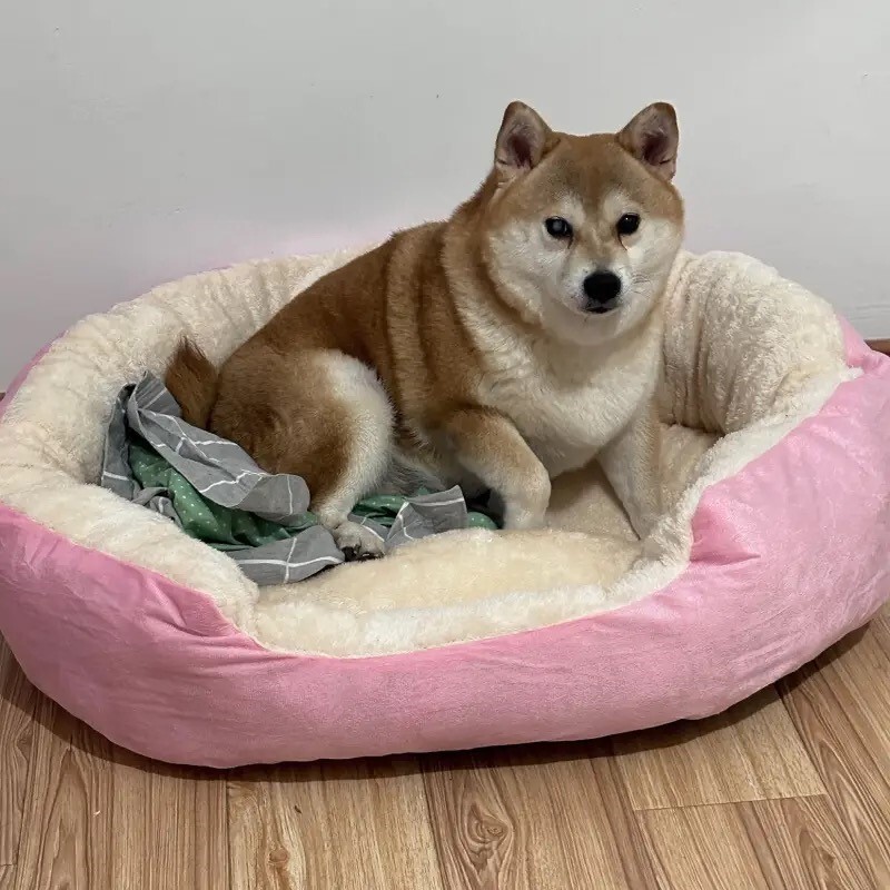 Gulta kaķiem Mājdzīvnieku preces Spilveni Kaķēnu preces Aksesuāri Suns Visas Mājas Piederumi Lietas Piederumi Dzīvotnes Grozs Mājas Gultas