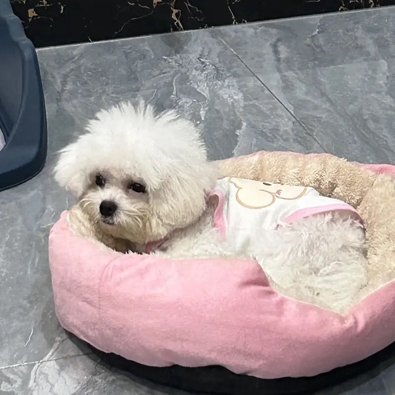 Gulta kaķiem Mājdzīvnieku preces Spilveni Kaķēnu preces Aksesuāri Suns Visas Mājas Piederumi Lietas Piederumi Dzīvotnes Grozs Mājas Gultas