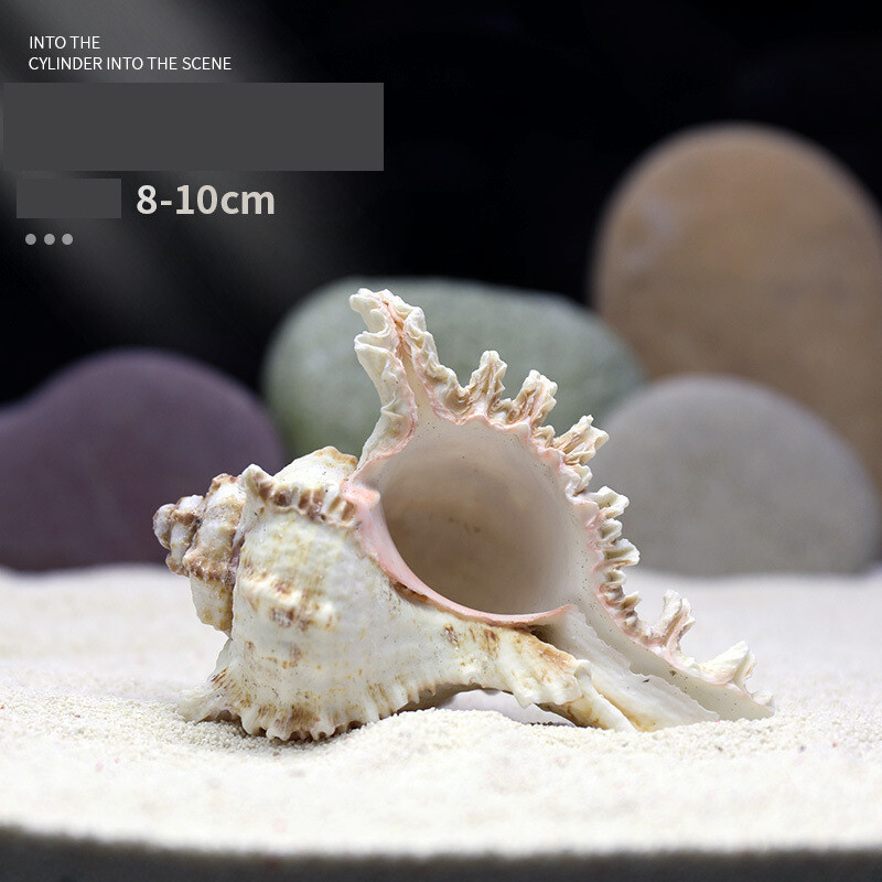 Natūralus kriauklė akvariumas žuvų rezervuaras kraštovaizdžio dekoravimas dideli ir maži kriauklės papuošalai žuvų ir krevečių slėptuvė namo lizdas