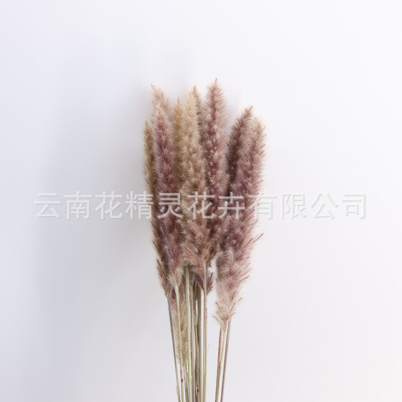 tarpvalstybinės mažos nendrinės džiovintos gėlės svetainės vakarėlių dekoravimas foto rekvizitas pampų gamintojai vietoje didmeninė prekyba