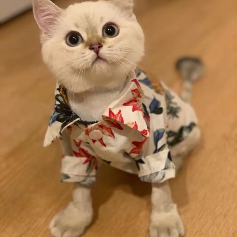 Котешки дрехи пролет и лято тънка риза жилетка куче котка дрехи сладко коте плюшено облекло консумативи