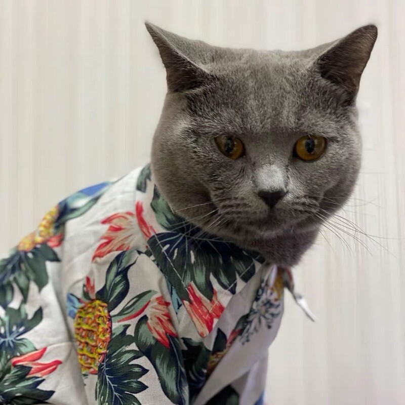 Котешки дрехи пролет и лято тънка риза жилетка куче котка дрехи сладко коте плюшено облекло консумативи