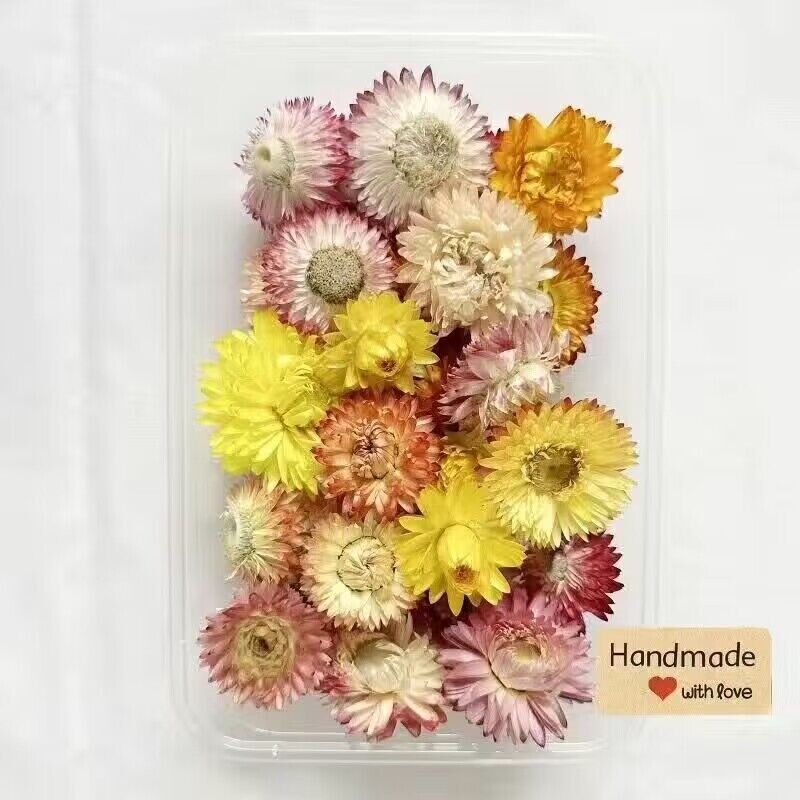 Daugiagalvės rožinės džiovintos gėlės rožiniuose burbuluose, „pasidaryk pats“ nuotraukų rėmelių klijai, džiovintos gėlės, natūraliai džiovinamos ore, mini nuotrauka