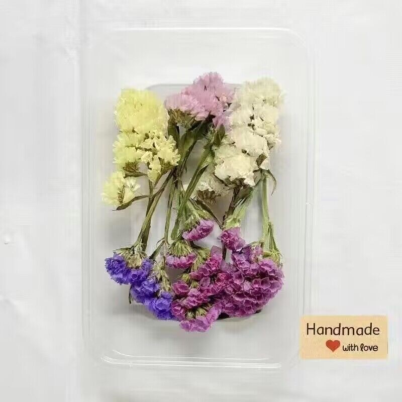 Daugiagalvės rožinės džiovintos gėlės rožiniuose burbuluose, „pasidaryk pats“ nuotraukų rėmelių klijai, džiovintos gėlės, natūraliai džiovinamos ore, mini nuotrauka