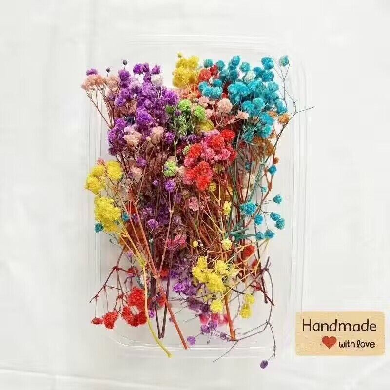 Daugiagalvės rožinės džiovintos gėlės rožiniuose burbuluose, „pasidaryk pats“ nuotraukų rėmelių klijai, džiovintos gėlės, natūraliai džiovinamos ore, mini nuotrauka