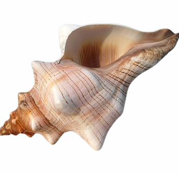Раковина Conch Shell, Естествена, Натурален цвят, 16х8 см