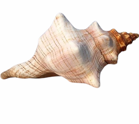 Раковина Conch Shell, Естествена, Натурален цвят, 16х8 см
