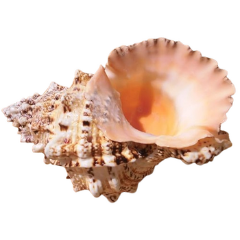 Раковина Natural Tsutfa Rubeta, Естествена, Натурален цвят, 20 см