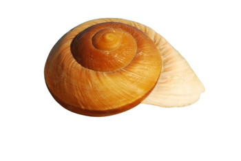 Раковина Snail Shell, Естествена, Натурален цвят, 8х5 см