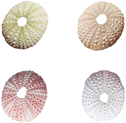 Раковина Таралеж, Естествена, Натурален цвят, 12 см