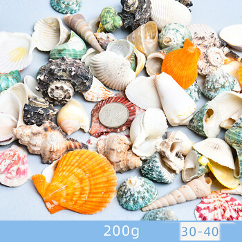 Dabīgie gliemežvāki, gliemežvāki, jūras zvaigznes, akvāriju ainavu veidošana, pašu darināti roku darba materiāli, lielu gliemežvāku vairumtirdzniecība, vēja zvanu rotājumi, rokdarbi