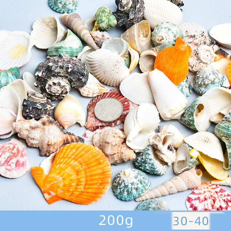 Dabīgie gliemežvāki, gliemežvāki, jūras zvaigznes, akvāriju ainavu veidošana, pašu darināti roku darba materiāli, lielu gliemežvāku vairumtirdzniecība, vēja zvanu rotājumi, rokdarbi