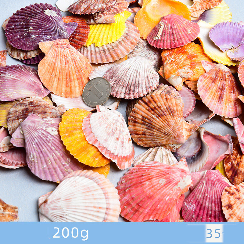 Dabīgie gliemežvāki, gliemežvāki, jūras zvaigznes, akvāriju ainavu veidošana, pašu darināti roku darba materiāli, lielu gliemežvāku vairumtirdzniecība, vēja zvanu rotājumi, rokdarbi