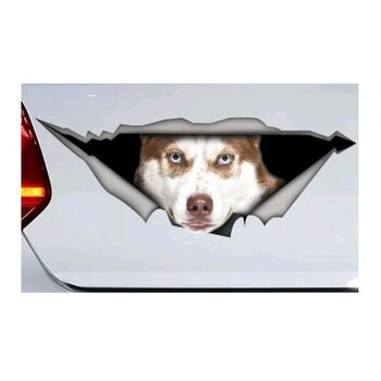Naljepnice za auto s crnim koker španijelom, metalne poderane naljepnice, vodootporne, za kućne ljubimce, pse, smiješne naljepnice, bijele vipet