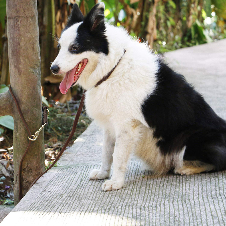 Izvozna kožna povodica za pse s dvostrukim bakrenim kukama, višenamjenska povodica za trčanje i šetnju labradora.