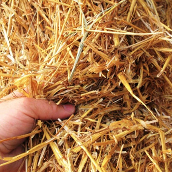 100 бр пшенична сламка за еднократна употреба Екологични естествени сламки за пиене Преносим екологичен бар парти аксесоар