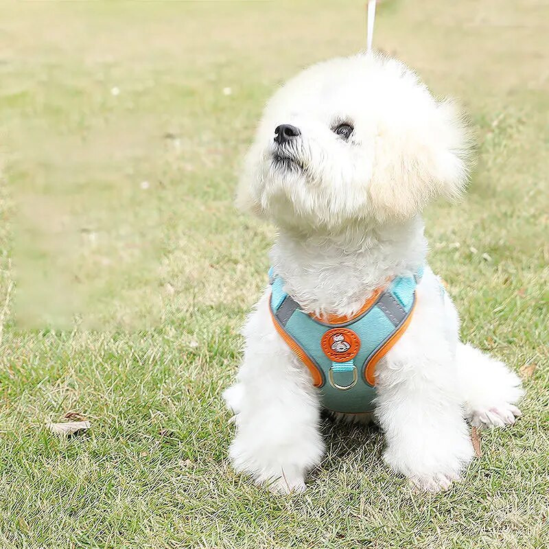 Állítható kutyahám nem húzható aranyos macska puha sétáló póráz szett kisállat kutya mellény mellény teddy beagle kis és közepes kutyák számára