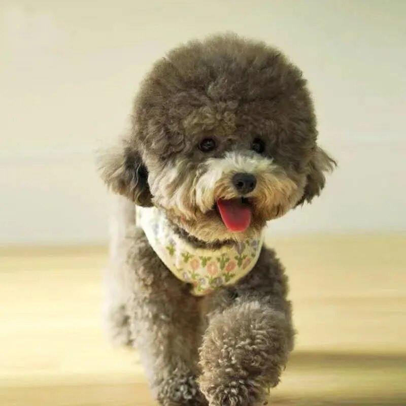 Jesen Zima Prsluk za psiće Pleteni mali cvjetni prsluk Topli džemper za malenog psa Ins Wind Cat Odjeća za dvonožne ljubimce Kostim