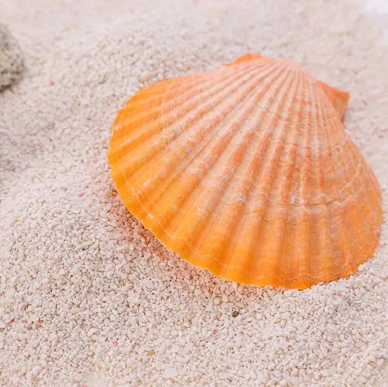 Natūralios kriauklės kriauklė ir šukutės apdaila Spalvinga žuvų akvariumo puošmena „pasidaryk pats“ rankdarbiai, skirti akvariumo papuošalams dekoruoti 100 g