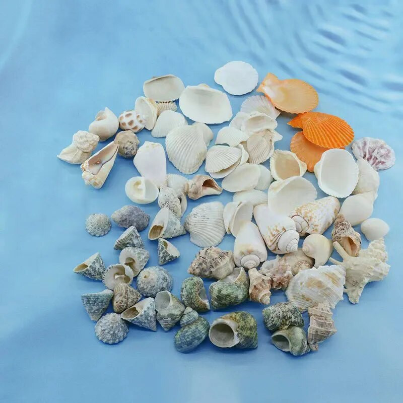 Natūralios kriauklės kriauklė ir šukutės apdaila Spalvinga žuvų akvariumo puošmena „pasidaryk pats“ rankdarbiai, skirti akvariumo papuošalams dekoruoti 100 g