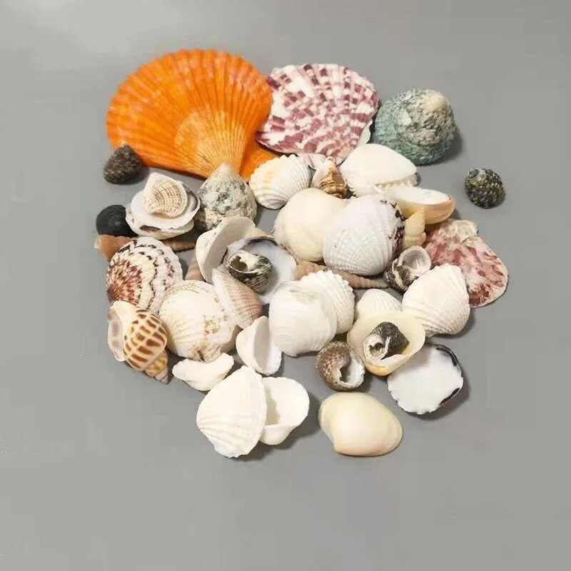 Natūralios kriauklės kriauklė ir šukutės apdaila Spalvinga žuvų akvariumo puošmena „pasidaryk pats“ rankdarbiai, skirti akvariumo papuošalams dekoruoti 100 g