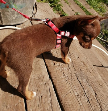 Каишка за кучета Chihuahua Harness Leash for Small Dog Adjustable Walking Puppy Accessories Pet Dog Bone Printing Harness Leash Set