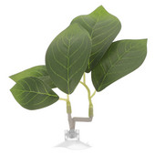 Betta nerštavietės žuvų rezervuarų kraštovaizdžio dekoravimas Neršto lapų veisimas vandens augalas