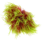 Imituoti vandens žolės dekoravimo augalai, skirti dekoratyviniam akvariumo plastikui