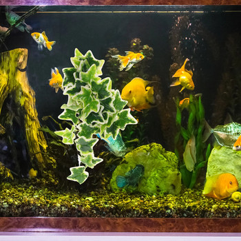 Προσομοίωση Rattan Εξωραϊσμός Fish Tank Plant Vines Ornament Decor Aquarium Simulation Pet Machine Gardening Terrarium