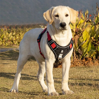 Ρυθμιζόμενο λουρί Σκύλος Ανακλαστική Εκπαίδευση Ασφάλειας Περπάτημα Γιλέκο στήθους με κολάρο για γαλλικά κατοικίδια μπουλντόγκ Αξεσουάρ σκύλων