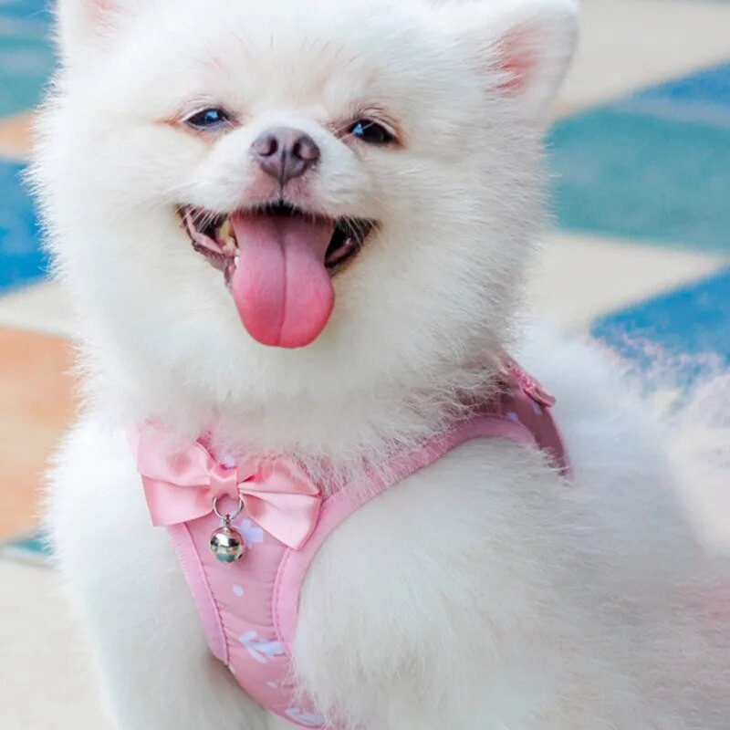 Reguleeritavad kassirakmed Hingavad kassipoegade rakmed jalutusrihma komplekt Bell Bowknot lemmikloomarakmetega kassikoera kutsika kassi tarvikutele