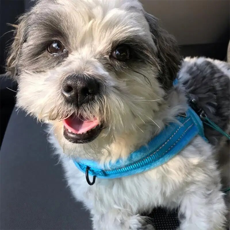 1vnt mėlyni netraukiami šunų diržai, šviesą atspindintys reguliuojami petnešėlių diržai su paminkštinta liemene mažiems ir vidutiniams šunims