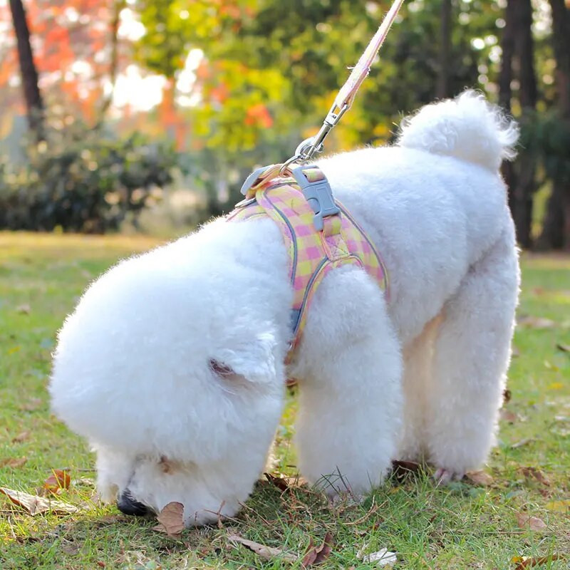 Šunų katės petnešų liemenė Reguliuojama šuniuko kačiuko antkaklis mielas vaikščiojimo pavadėlio komplektas Čihuahua petnešų karoliai mažiems šunims Mopsas
