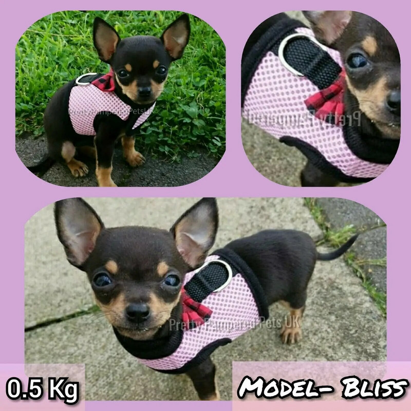 XXXS XXS XS kölyökkutya chihuahua hám ólomhálós mellény apró cica macska Yorkie nyúl nyuszi teáscsésze cicák számára