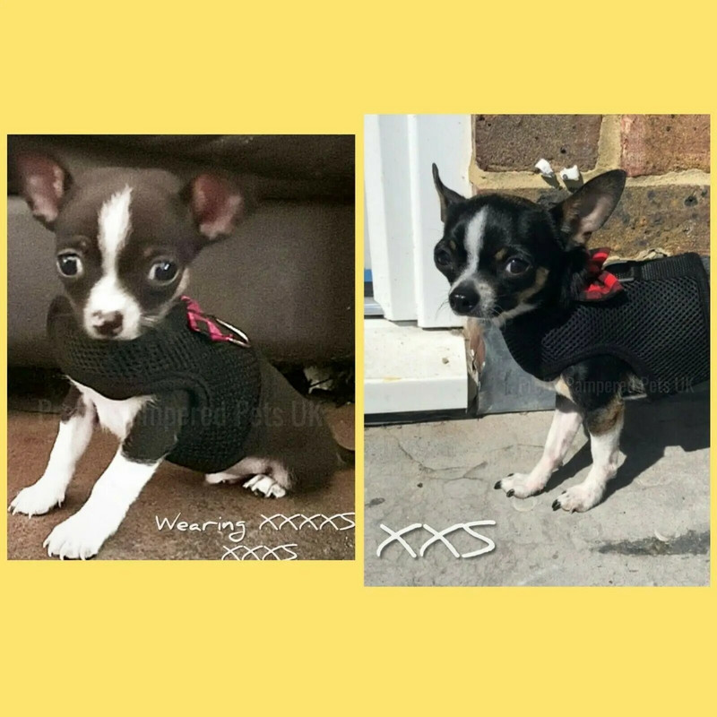 XXXS XXS XS kölyökkutya chihuahua hám ólomhálós mellény apró cica macska Yorkie nyúl nyuszi teáscsésze cicák számára