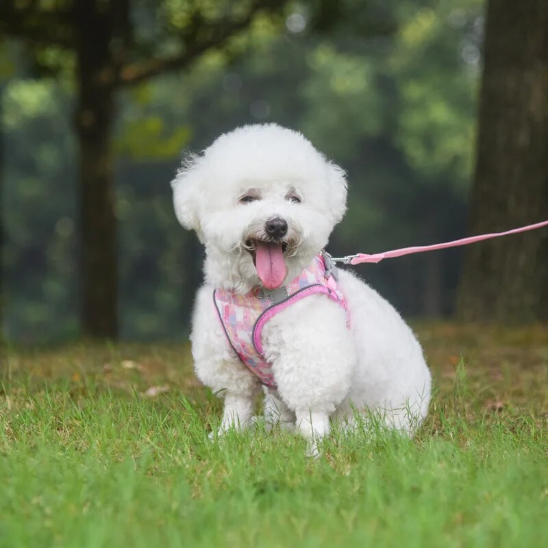 Kisállathám mellény szett kis közepes kutyáknak macskáknak hám póráz francia bulldog chihuahua shih tzu mellkaspánt kutyatartozékok