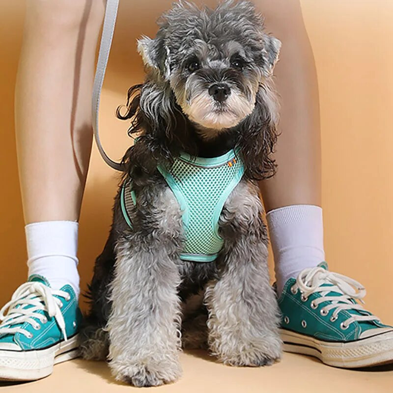 Koerte rakmed Vest Rind Kass Kaelarihmad Köis Väikesed koerad Helkur Hingav Reguleeritav Õues jalutamiseks Reisitarbed Lemmikloomatarbed