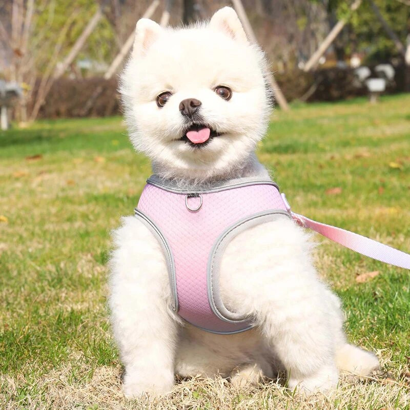 Reflektirajući pojas za kućne ljubimce, remen za pse, uzica, gradijent boje, podesivi pojas, prsluk, ogrlice za male srednje pse, oprema za boravak na otvorenom