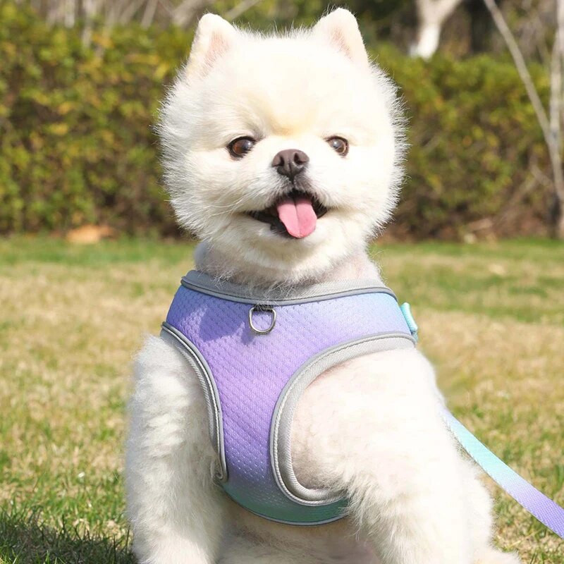 Reflektirajući pojas za kućne ljubimce, remen za pse, uzica, gradijent boje, podesivi pojas, prsluk, ogrlice za male srednje pse, oprema za boravak na otvorenom